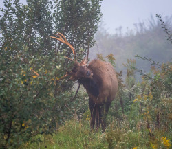 90377:    Foggy Morning by Tina Blackwell  