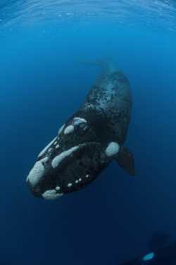 thelovelyseas:  A southern right whale in waters off the Auckland