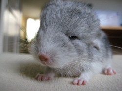 alanaisreading:  I haven’t decided if baby chinchillas are