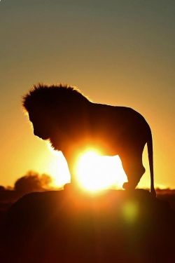 wildlifepower:   L-L-L-LIONS TIME!!! The lion (Panthera leo)