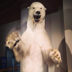 “A Polar bear fell on me” ~Roadhouse #swayze #moviequote