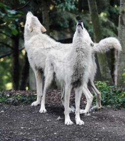 wolveswolves:By Evergreen Photography