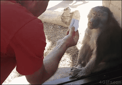 4gifs:  Baboon amazed by magic. [video] 