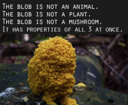 tedx:  Beware of The Blob! In this talk from TEDxToulouse, biologist