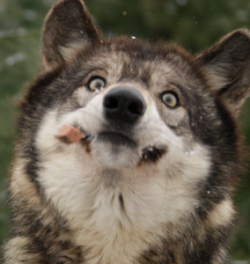 wolveswolves:  After the success of Derp wolves I, I bring you