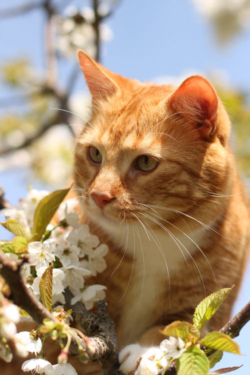 florealegiardini:Cute ginger cat named Mr. Shogo and a cherry