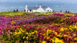 floralls:    (via Flowers at the end of the World, Land's End,