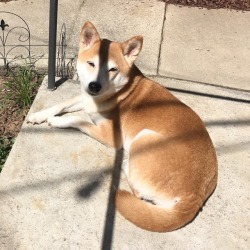 pUpdate: Dagny’s sunnin’ in @tsharp3d’s backyard!