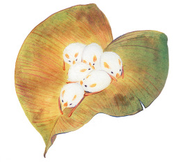 ggfolio:  Honduran white bats. 2013. 