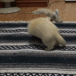 cannonball-the-ferret:  When people ask me “why a ferret”,