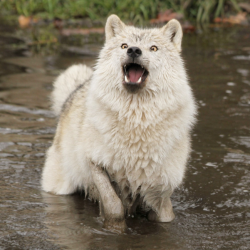 wolveswolves:  Arctic wolf (Canis lupus arctos) in Quebec, CanadaBy