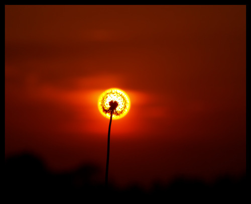 Great balls of fire (sunset through a dandelion)