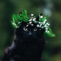 Kitten is a delicate little flower…