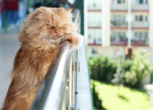 mymodernmet:  Meet Garfi, the worldâ€™s angriest cat. The seemingly wrathful kitty,Â who lives with his owner Hulya Ozkok in Turkey, has a permanently furrowed brow that just naturally makes him appear like a fluffy, orange ball of rage. 