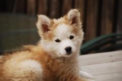  Golden Retriever / Siberian Husky mix   toasted marshmallow