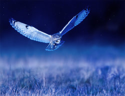 fairy-wren:  short eared owl(photo by jamie macarthur) 