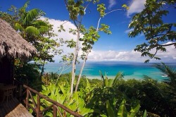 kokonuz:  summer, jungles and tropics over here! 🌞🌴🐬