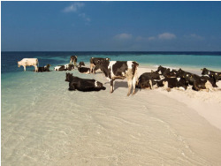 vegasmo:  I hope this is what every beach looks like in the future.