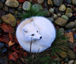 earthlynation:  Arctic Fox 