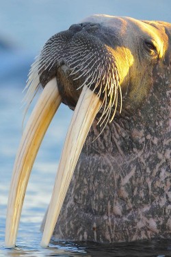 wecameaswalruses:  wonderous-world:  Walrus by Andy Silver  c’: