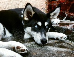 handsomedogs:  this is Leia and she’s a 3 month old Husky/Akita