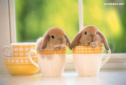 Cup bunnies :)
