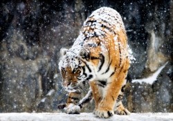 wonderous-world:   Siberian tigers are used to dealing with harsh