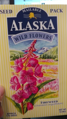 Guys my mom sent me Alaskan Fireweed seeds for my birthday :’)