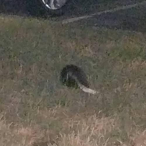 I move out of the hood and I end up with a damn skunk in front of my front door  SMH.