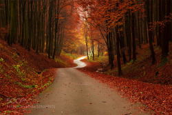 morethanphotography:  Carpathian forest III by vladimirtrefny