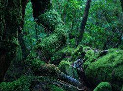 90377:  Mononoke forest, Yakushima island by Casey Yee  