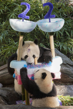 giantpandaphotos:  Bai Yun celebrated her 22nd birthday at the