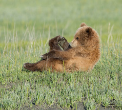 redwingjohnny:   	Relaxing Brown Bear Cub on the Meadow by David