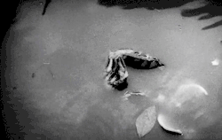 classichorrorblog:  This Night I’ll Possess Your Corpse (1967)