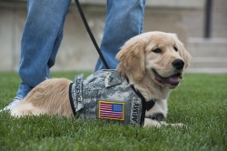 thecutestofthecute:Future service/guide dogs mean everything