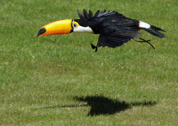 magicalnaturetour:  A toucan flies at Zoomadrid in Madrid on