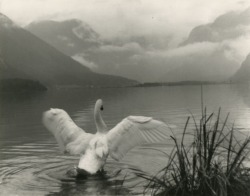 dame-de-pique:Josef Klíma - Rozkřídlená labuť, 1940