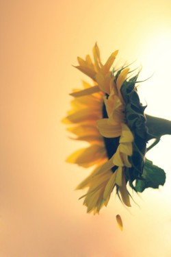 photorator:  Helianthus annuus Sunflower