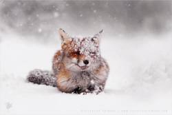 everythingfox:Photo by  Roeselien Raimond  