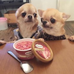 babyanimalgifs:  how i’m trying to be with my boo