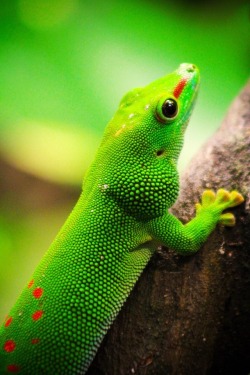 magicalnaturereblogs:  earthandanimals:  Giant Day Gecko *This
