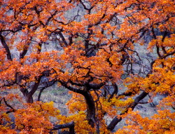 justemoinue2:  Cascade Mountain Oaks 