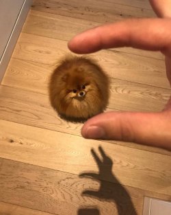 babyanimalgifs:  LOOK AT THIS CUTE LITTLE BALL OF FLUFF