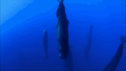 sixpenceee:  Did you know that sperm whales sleep vertically? 