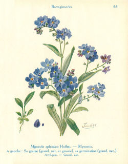 heaveninawildflower:  Botanical studies in watercolour (with