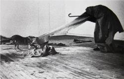 artgods:  I Like America and America Likes Me by Joseph Beuys