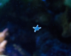 sci-universe:  Tiny starfishes I captured in the aquariums of