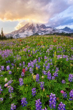 morayelephant:  ‘Rainier Magic!’ by Saravana R via