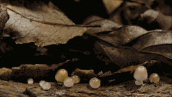 darklittlefairy: vomitus-creeper:  sola-may:  mushrooms growing !