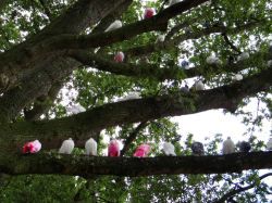 ambeer6:  Friendly reminder that the doves in the Efteling (Netherlands)